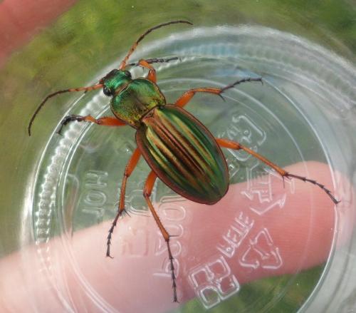 Carabus auratus