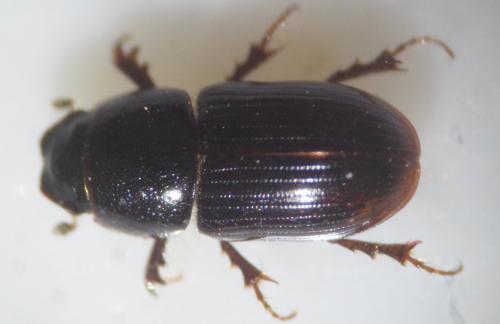 Réf. 100 887 : Calamosternus granarius