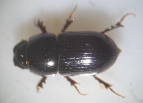 Réf. 100 891 : Calamosternus granarius