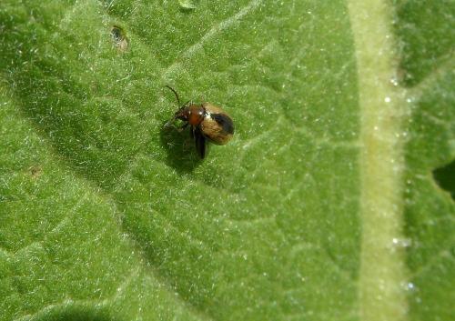 Longitarsus sp.