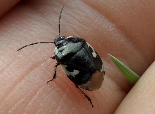 Tritomegas bicolor