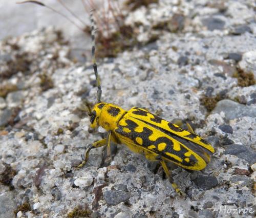 Réf. 100 821 : Saperda scalaris