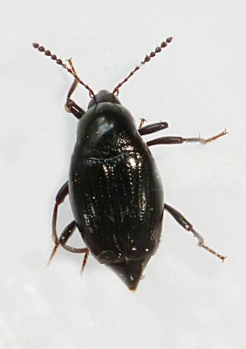 Scaphium immaculatum