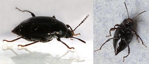 Réf. 100 517 : Scaphium immaculatum