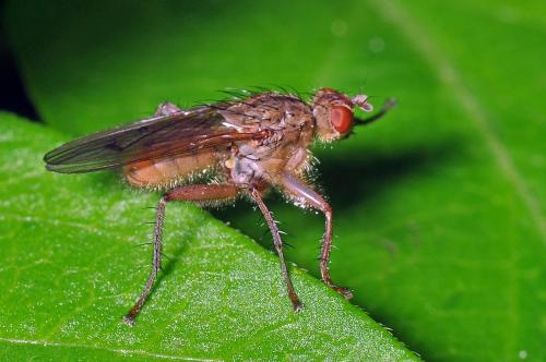 Réf. 100 271 : Scathophaga furcata