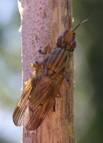 Dorycera graminum