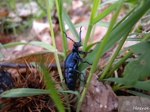 Meloe sp.
