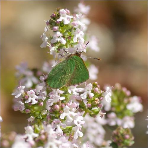 Réf. 100 141 : Callophrys avis