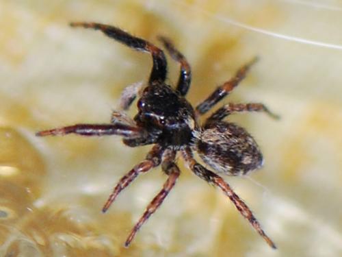 Pseudeuophrys sp.