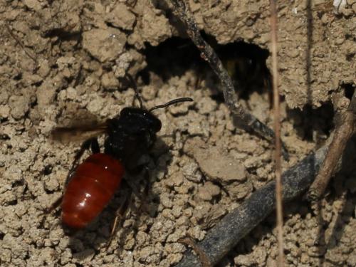 Réf. 100 607 : Sphecodes albilabris
