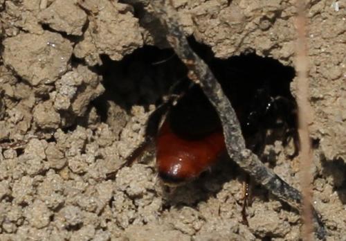 Sphecodes albilabris