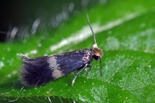 Réf. 100 571 : Stigmella sp.