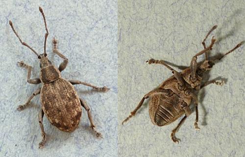 Réf. 100 520 : Peritelus sphaeroides