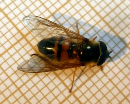 Epistrophe eligans