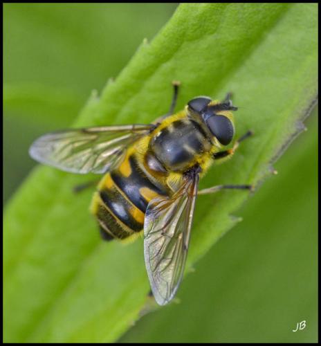 Réf. 100 137 : Myathropa florea