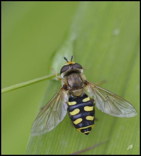Réf. 100 045 : Eupeodes luniger