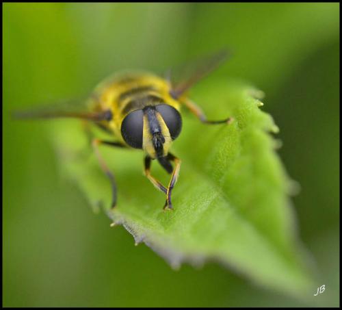 Myathropa florea