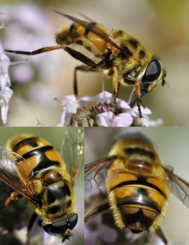 Myathropa florea