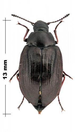 Réf. 100 240 : Nyctopetus maculipennis