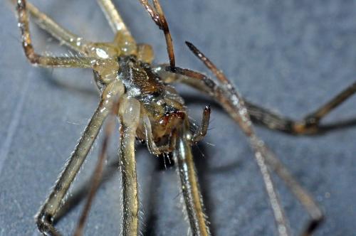 Tetragnatha sp.
