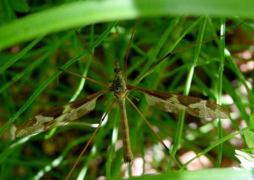 Tipula maxima
