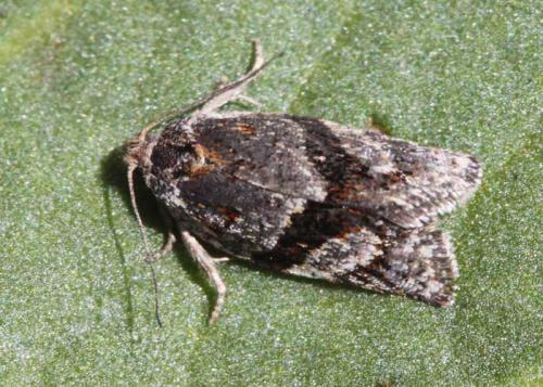 Philedonides lunana