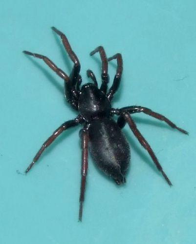 Trachyzelotes pedestris