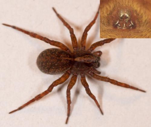 Trochosa sp.