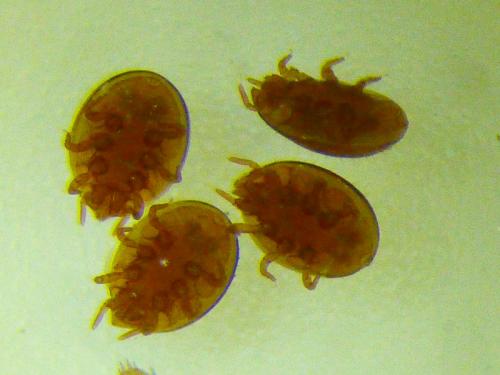 Nenteria sp.