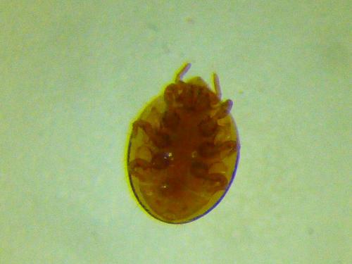 Nenteria sp.
