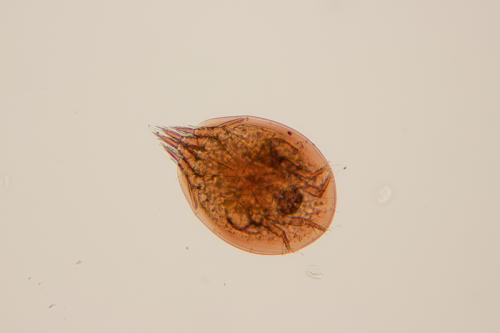 Rhizoglyphus sp.