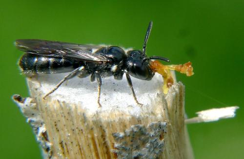 Ceratina cucurbitina