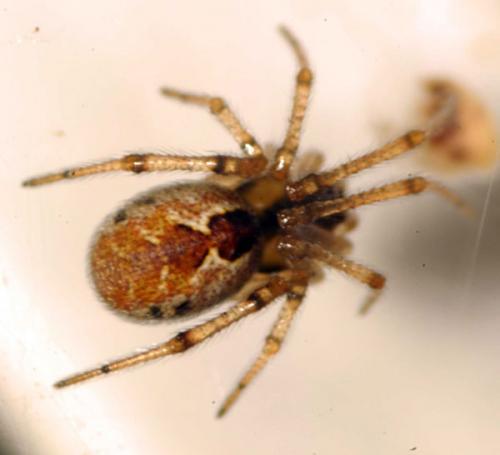 Kochiura aulica