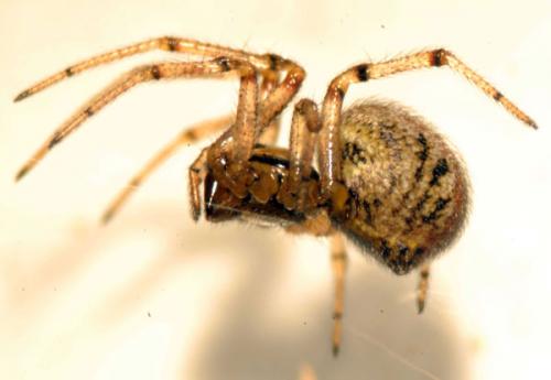 Kochiura aulica