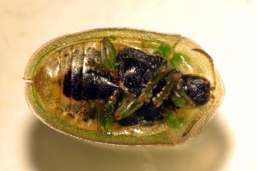 Cassida vittata