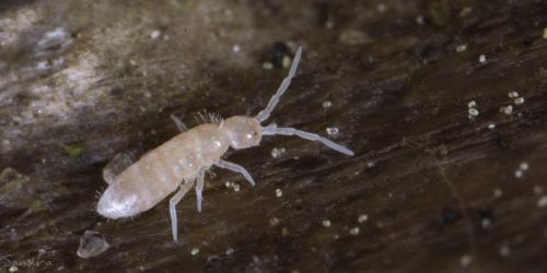 Réf. 100 446 : Heteromurus nitidus