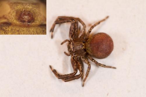 Xysticus sp.