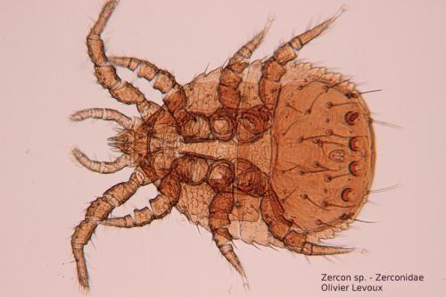 Zercon montigenus