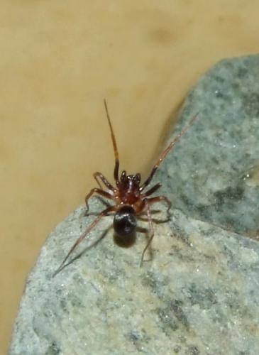 Réf. 100 725 : Zodarion italicum