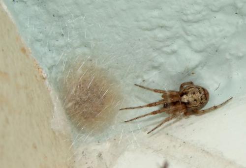 Zygiella x-notata