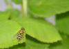 100654 – Photo : Pierre Chico-Sarro – France (69)