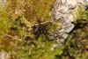 100813 – Photo : Duborget Robin – France (06)