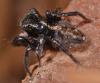 Pseudeuophrys erratica