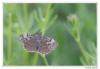 100701 – Photo : Denis Girard – France (74)