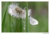 100703 – Photo : Denis Girard – France (74)