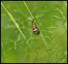 100656 – Photo : Josselyne Bayle – France (33)