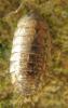100445 – Photo : ADELSKI Adrien – France (60)