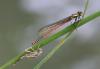 100498 – Photo : Gilles SALAMA – France (81)