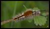 100625 – Photo : Josselyne Bayle – France (33)