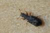 100411 – Photo : Christophe Quintin – France (21)